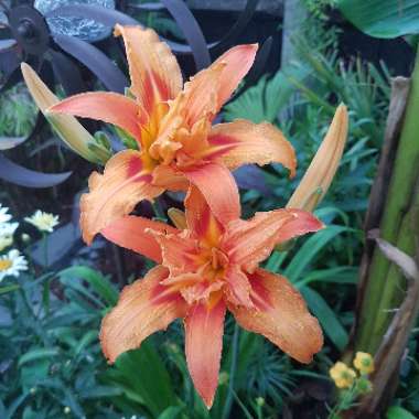 Hemerocallis fulva 'Kwanso' syn. Hemerocallis 'Kwanso'