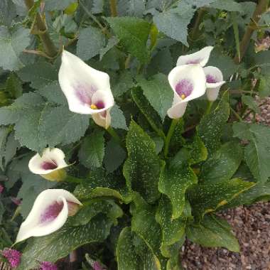 Zantedeschia elliottiana 'Picasso'