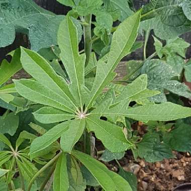 Schefflera rhododendrifolia