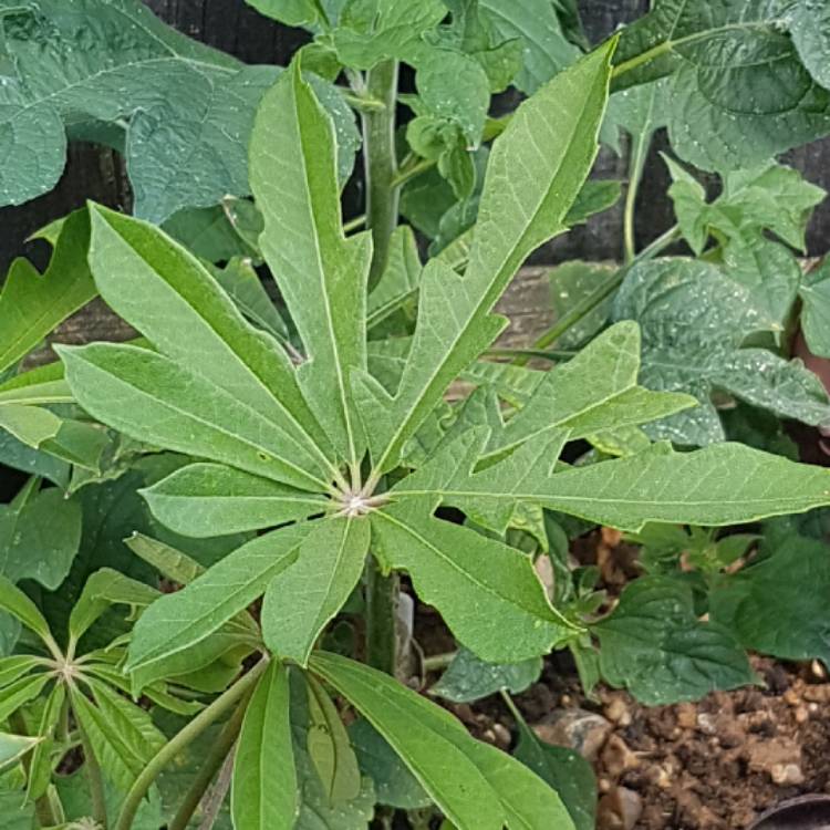 Plant image Schefflera rhododendrifolia