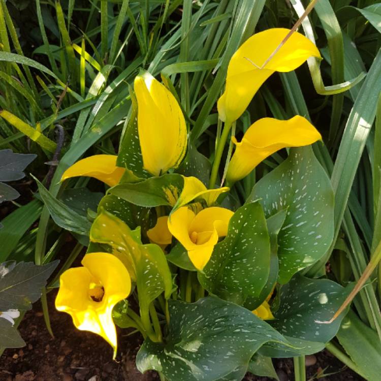 Plant image Zantedeschia 'Sunshine'