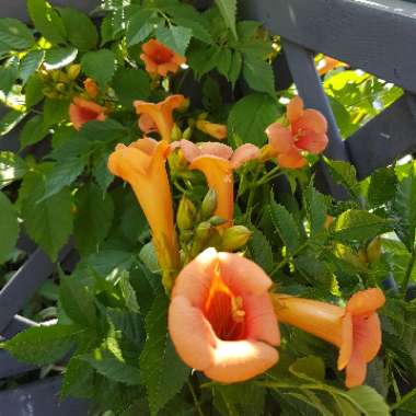 Campsis x tagliabuana 'Indian Summer'