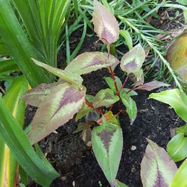 Persicaria microcephala 'Red Dragon'