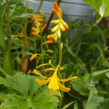 Crocosmia x crocosmiiflora 'George Davison'