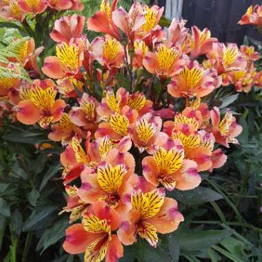 Alstroemeria 'Tesronto' (Summer Paradise Series) syn. Alstroemeria 'Indian Summer'