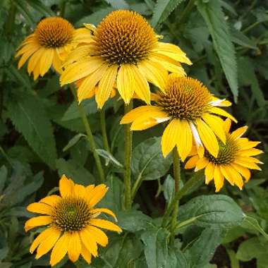 Echinacea 'Cheyenne Spirit' (Mix)