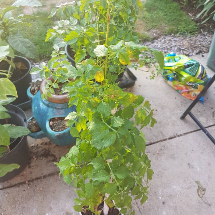 Plant image Campsis radicans f. flava