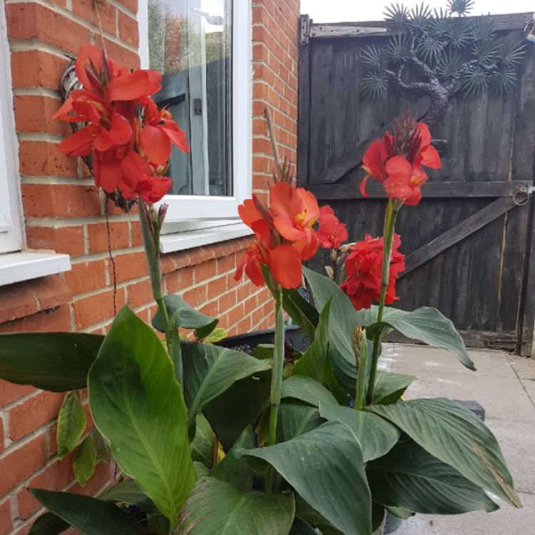 Plant image Canna 'Cannova Red Shades' (Cannova Series)