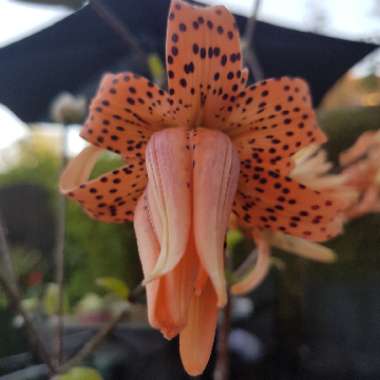 Lilium davidii