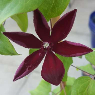 Clematis 'Westerplatte'