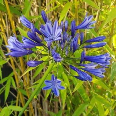 Agapanthus