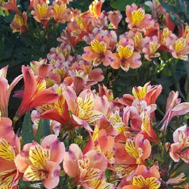 Alstroemeria 'Tesronto' (Summer Paradise Series) syn. Alstroemeria 'Indian Summer'