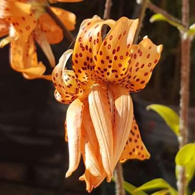 Lilium davidii