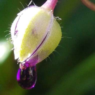 Tradescantia 'Outdoor plants'