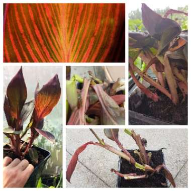 Canna 'Phasion' syn. Canna 'Durban', Canna 'Tropicanna', Canna 'Inferno'