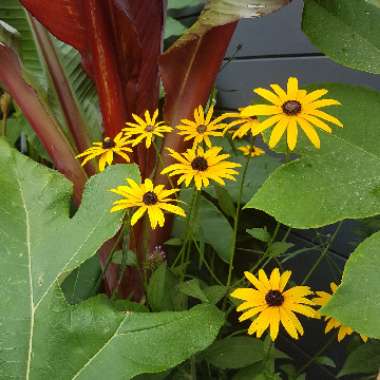 Rudbeckia hirta 'Indian Summer'