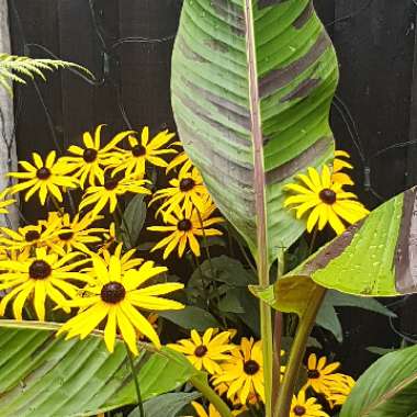 Rudbeckia fulgida var. sullivantii 'Goldsturm'