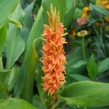 Hedychium densiflorum 'Assam Orange'