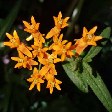 Asclepias tuberosa