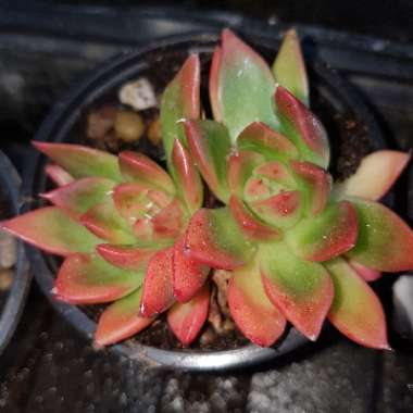 Echeveria Gilva Red