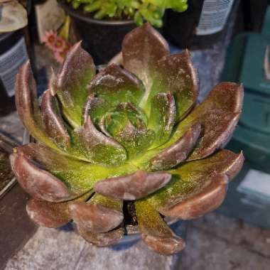 Echeveria Black Prince