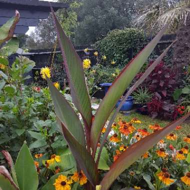 Canna 'Bird of Paradise'