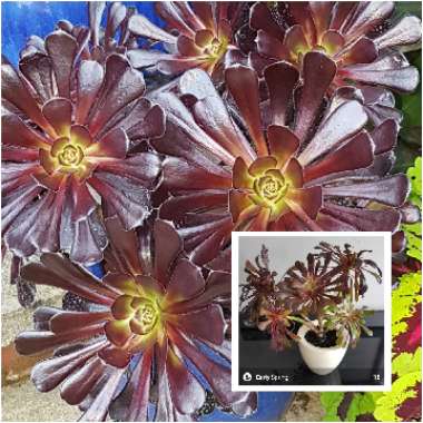 Aeonium Arboreum Zwartkop