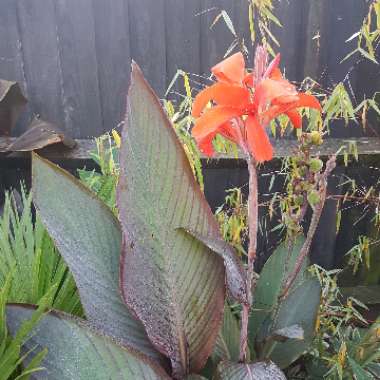 Canna 'E. Neubert' syn. Canna 'Eric Neubert'