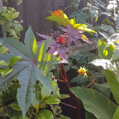 Ricinus communis 'Carmencita'