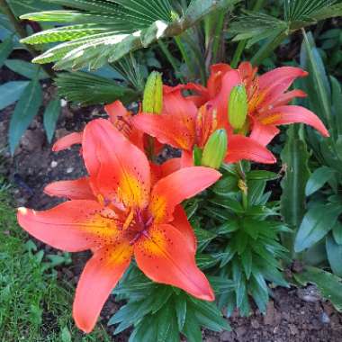 Lilium 'Winning Joy'