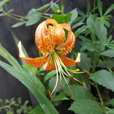 Lilium henryi