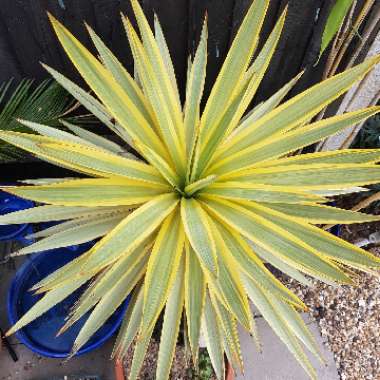 Yucca gloriosa 'Bright Star'