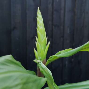 Hedychium Aurantiacum