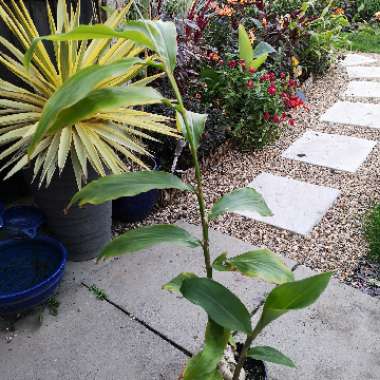 Hedychium Flavescens