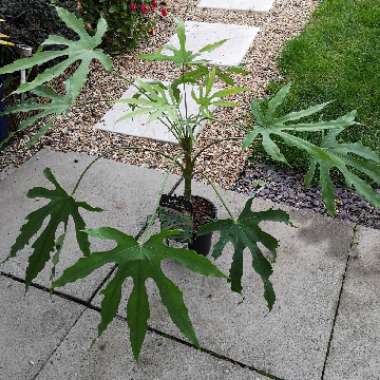 Fatsia polycarpa 'Green Fingers' syn. Aralia 'Green Fingers'