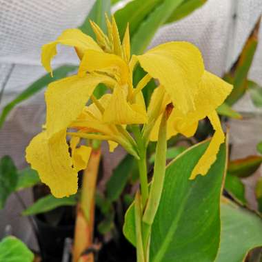 Canna 'Cannova Yellow' (Cannova Series)