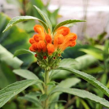 Leonotis leonurus