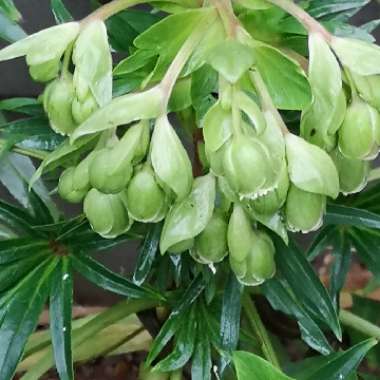 Helleborus foetidus 'Harvington Pewter'