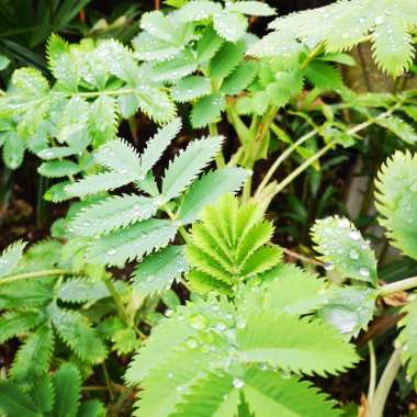 Melianthus major 'Purple Haze'