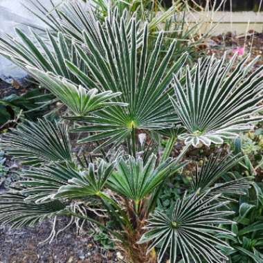 Trachycarpus 'Wagnerianus'