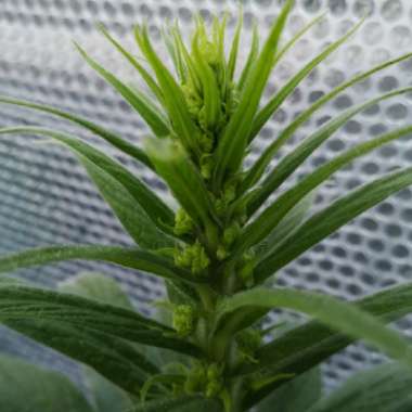 Echium pininana syn. Echium pinnifolium