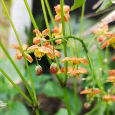 Epimedium warleyense