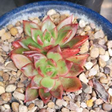 Echeveria Gilva Red