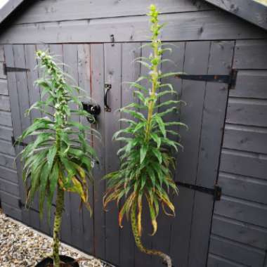 Echium pininana syn. Echium pinnifolium