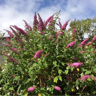 Butterfly Bush