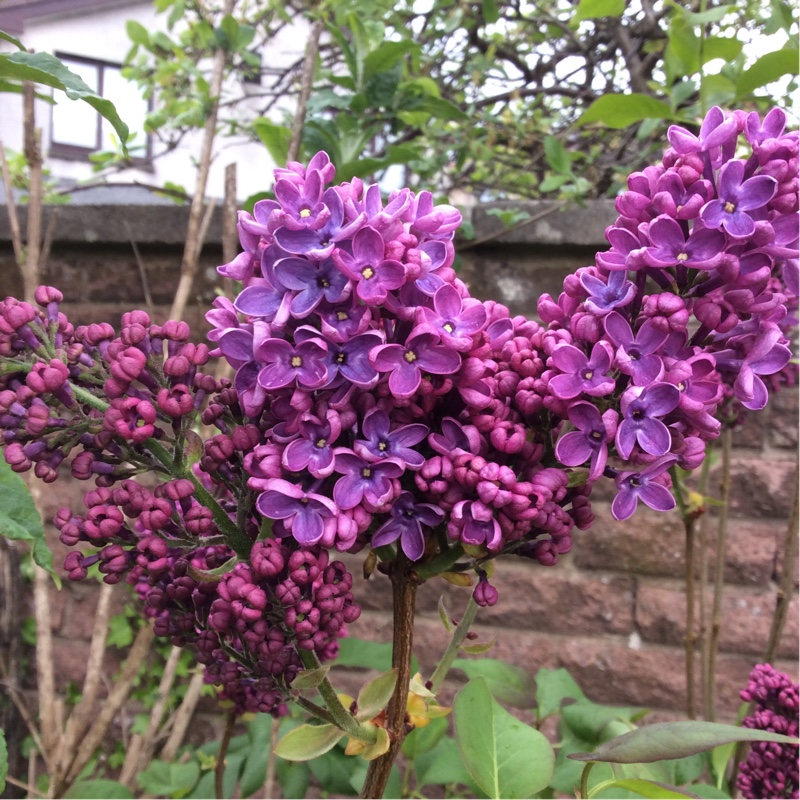 Plant image Heliotropium arborescens 'Butterfly Kisses'