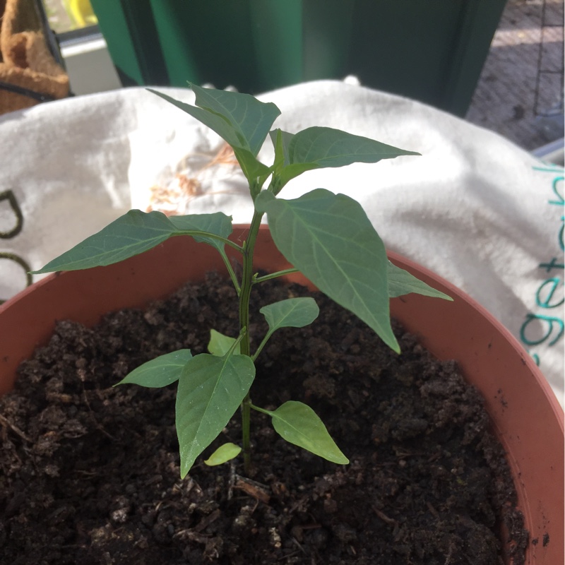 Chilli Pepper 'Cayenne'