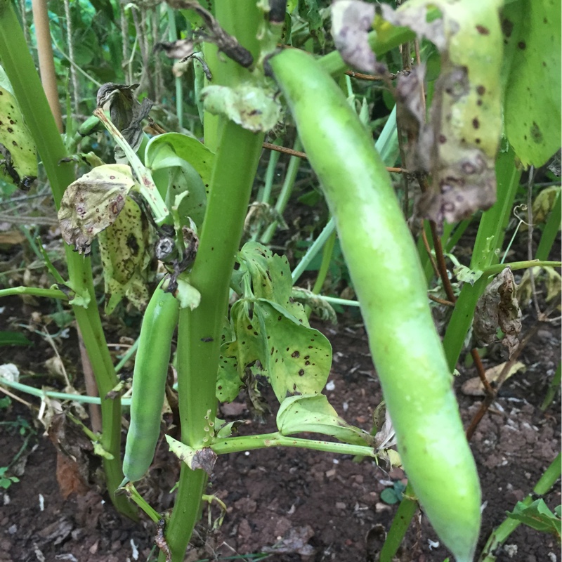 Broad Bean