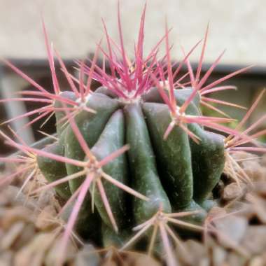 Ferocactus Stanesii syn. Ferocactus stainesii : Ferocactus pilosus ; Ferocactus pringlei