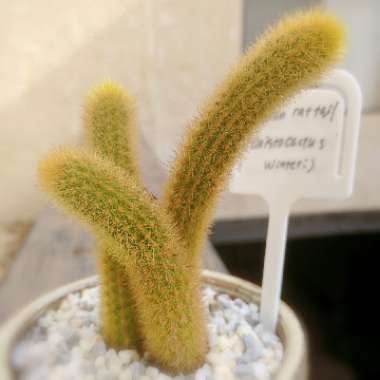 Cleistocactus winteri